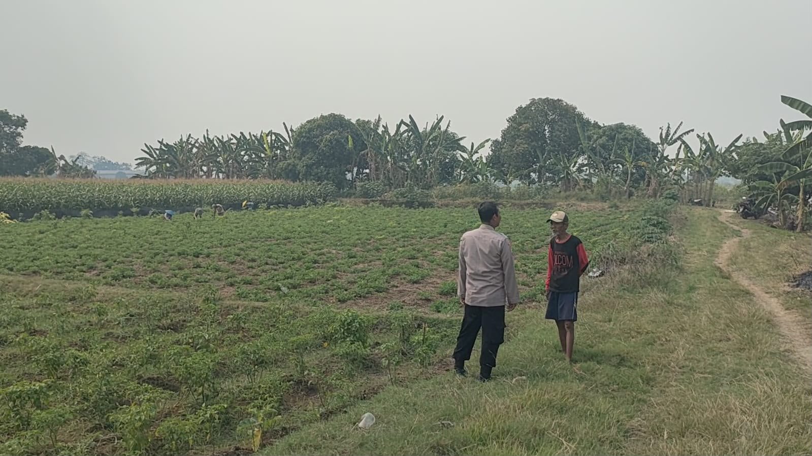 Jaga Ketahanan Pangan, Polsek Sidayu Cek Lahan Cabai di Desa Wadeng