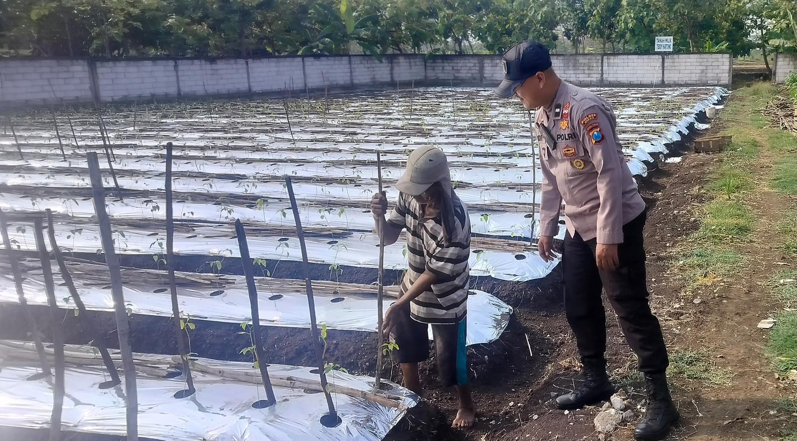 Dukung Swasembada Pangan, Polsek Menganti Pantau Budidaya Lombok di Bringkang