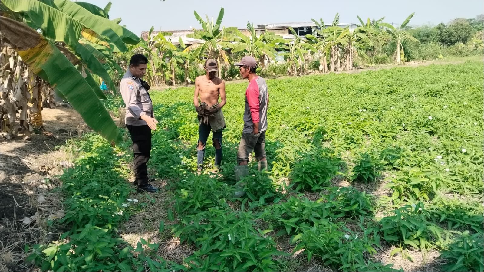 Sinergi Polri dan Masyarakat, Polsek Benjeng Optimalkan Potensi Pangan di Desa Kalipadang