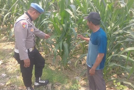 Polsek Balongpanggang Cek Tanaman Jagung di Desa Dapet, Dukung Ketahanan Pangan Nasional