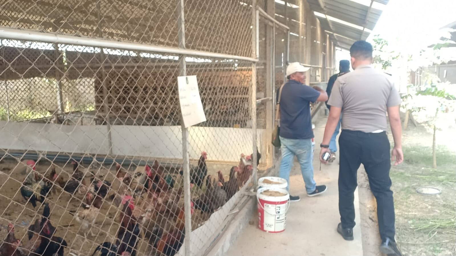 Perkuat Ketahanan Pangan, Polsek Kedamean Pantau Potensi Peternakan Ayam Warga