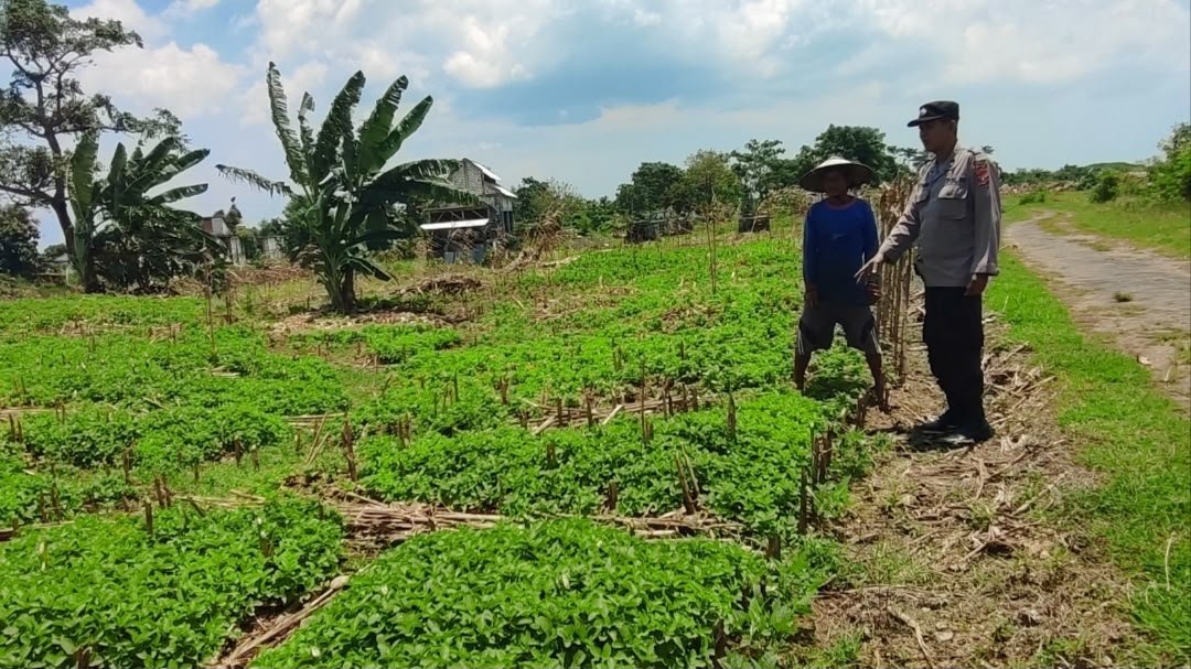 Tak Hanya Jaga Kamtibmas, Polsek Bungah Turut Dukung Sektor Pertanian
