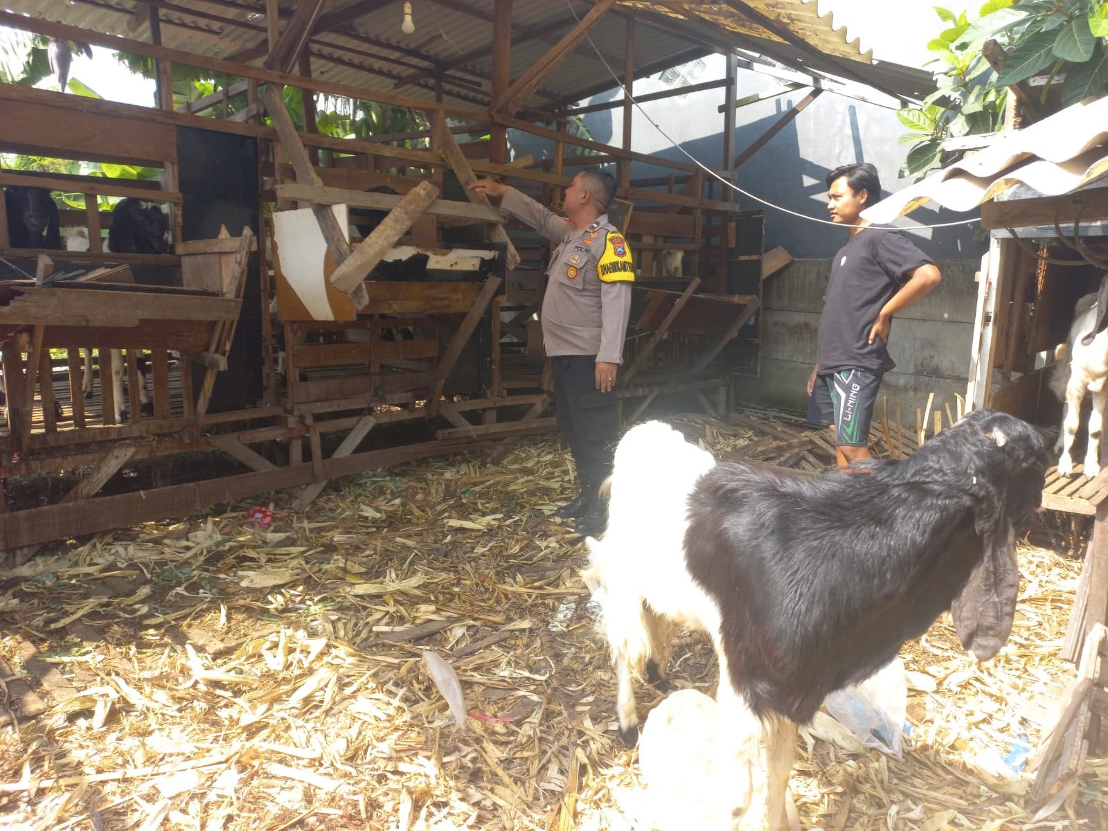 Polres Gresik Dorong Ketahanan Pangan, Polsek Cerme Tinjau Peternakan Kambing