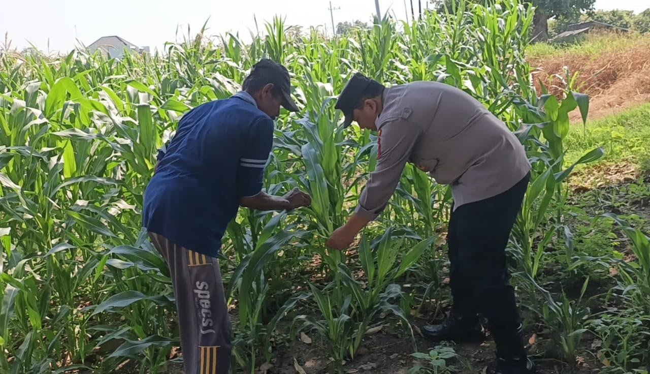 Hadir di Tengah Petani, Polres Gresik Pastikan Pertanian Jagung di Sumengko Tumbuh Subur