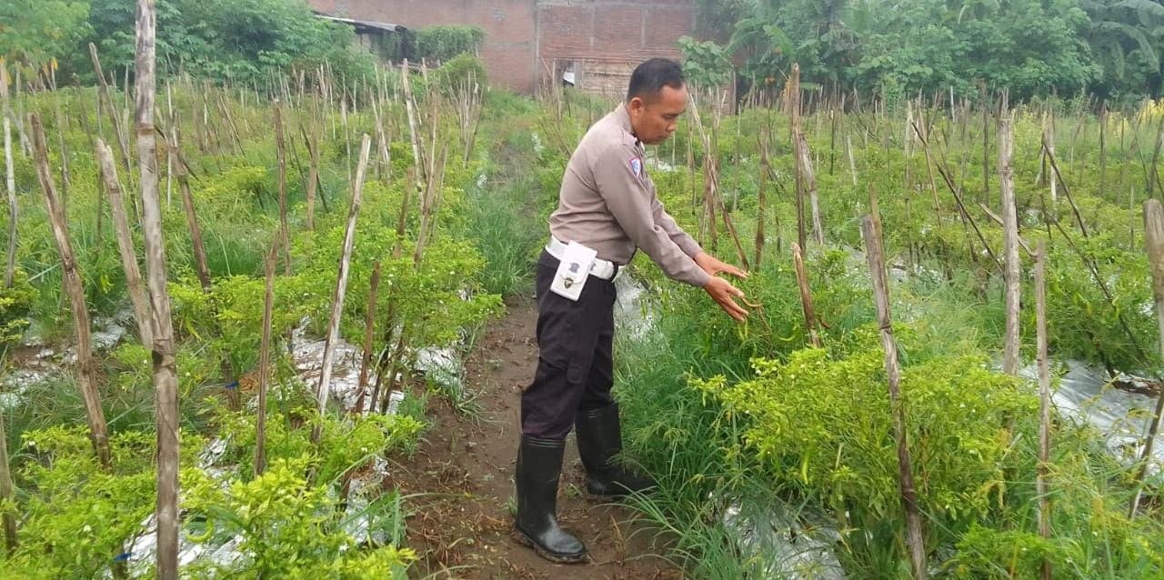 Hadir di Tengah Petani, Polsek Menganti Beri Dukungan Moral untuk Petani Cabai Bringkang